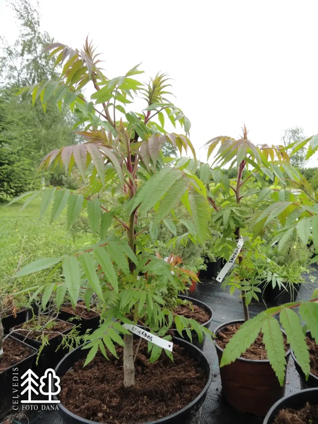 Rhus typhina